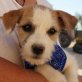 MAYA - unkastriert, Mischling klein bleibend - mittelgroß werdend Welpen - Hündin