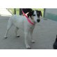 MAYLA, Jack Russel Terrier Mixhündin, PS Wien - Hündin
