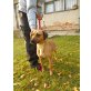 MAZLI (krisz-hu) sucht dringend ein kuschelig - Hündin