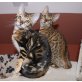 MEDUSA U FANTASY, Bengalkatze - Katze