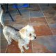 MEEL, Yorki-Mix - Hündin