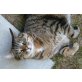 MEGA-Notfall: Kater Leo - ausgesetzt - Kater