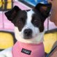 MEGAN - Ubeda, Jack-Russell-Terrier-Mischling, kastriert - Hündin