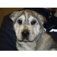 MEI LIN, Shar Peimischling, Pflegestelle Wien Welpen - Hündin