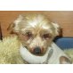 MELBY, YorkshireTerrier mit trauriger Vergangenheit - Hündin