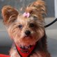 MELINA - Linares, Yorkshire-Terrier - kastriert - Hündin