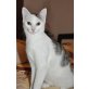 MELINA, Tierschutz - Katze