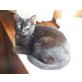 MELINA, Tierschutz - Katze