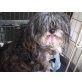 MELISSA, Shi Tzu Mix - Hündin