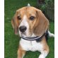 MELLY 2, Pflegestelle Bisamberg, Beagle Mix - Hündin