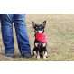 MELLY, Pinscher-Mischlingshündin - Hündin