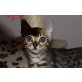 MELODI BENGALKITTEN WEBLICH, Bengalkatze - Katze