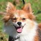 MELODY - Linares - kastriert, Chihuahua-/Kleinspitzmischling - Hündin