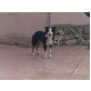 MENUTO, BorderCollie hat die Nase voll mit Schafehüte - Rüde