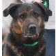 MEPHISTO - Pflegestelle Österreich, Schäfer - Rottweiler - Mix - Rüde