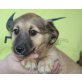 MERA, Spaniel/Maltesermix,Pflegestelle Linz Welpen - Hündin