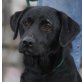 MERIK, Pflegestelle Niederösterreich, verspielter, lieber LABRADOR-Mix - Rüde