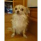 MERLIN, Chihuahua langhaariger Schlag - Rüde