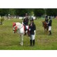 MERLIN, Deutsches Reitpony - Wallach