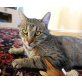 MERLIN, MERLIN  Tierschutz-Kater - Kater