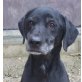 MERLIN, Pflegestelle Deutschland, zauberhafter Oldie - Labradormix - Rüde