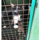 MERLIN, Süßer Mix Welpen - Rüde