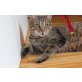 MERLIN der schöne Zauberer, Tierschutz - Kater