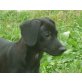 MERLIN, unternehmungslustiger Kuschelbär, Labradormix Welpen - Rüde