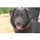 MERO, Pflegestelle Wien, freundlicher, zugänglicher LABRADOR-Mix - Rüde