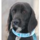 MERSY - Pflegestelle Steiermark, sucht seine Familie! Spaniel/Münsterländermix - Rüde