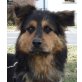 MERVIN, Pflegestelle Wien bzw. Burgenland, SCHMUSEBÄR - Berner Sennenhund/Schäfermix - Rüde