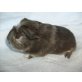 METAL ROCKER CAVIA, Coronet - weiblich