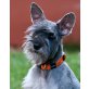 METAXA - Pflegestelle Burgenland bzw. Wien, süße Prinzessin - junge ZWERGSCHNAUZER-Mix - Hündin