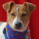 MEXX - Linares - kastriert, Jack-Russell-Terrier-Mischling - Rüde