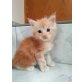 MEXX und FRED Perry, Maine Coon - Kater