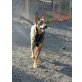 MIA, Malinois-Mix - Hündin