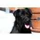 MIA, Schnauzer Mischung - Hündin