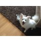 MIA, Zwergspitz/ Spitz - Hündin