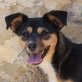 MIAMI - Ubeda, Zwergpinscher-Mischling - kastriert - Hündin