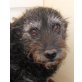 MICA - Pflegestelle Österreich, Schnauzer - Mix - Hündin