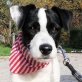 MICHAEL - Linares, Jack-Russell-Terrier-Mischling, unkastriert Welpen - Rüde