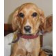 MICHELLE, Pflegestelle Niederösterreich, KLEINE MAMA - Spaniel-Mix - Hündin