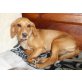 MICHELLE, Pflegestelle Niederösterreich, SÜSSE KUSCHELMAUS - Spaniel-Mix - Hündin