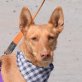 MICHELLE - Ubeda, Podenco - kastriert - Hündin