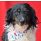 MICHI - Linares, Münsterländer-Mischling, kastriert - Rüde