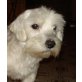 MICKEY 6 - Pflegestelle Niederösterreich, BÜROHUND!!! Süßer MALTESER - Rüde