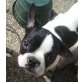 MICKEY, Französische Bulldogge, Pflegestelle NÖ Welpen - Rüde