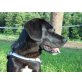 MICKIS, Pflegestelle Oberösterreich, DER SANFTE GEFÄHRTE -  Labrador-Mix - Rüde