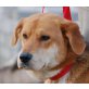 MIKADO, Pflegestelle Niederösterreich, liebenswerter, süßer BEAGLE-Mix - Rüde
