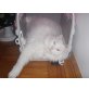 MIKI, Persermischling - Kater
